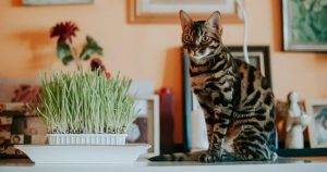 5 Komunitas Pecinta Kucing yang Terkenal di Indonesia