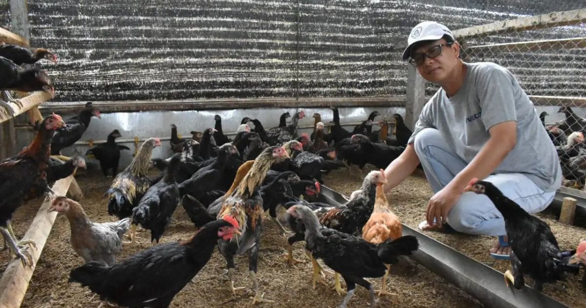 Ide Usaha di Kampung Ternak Ayam