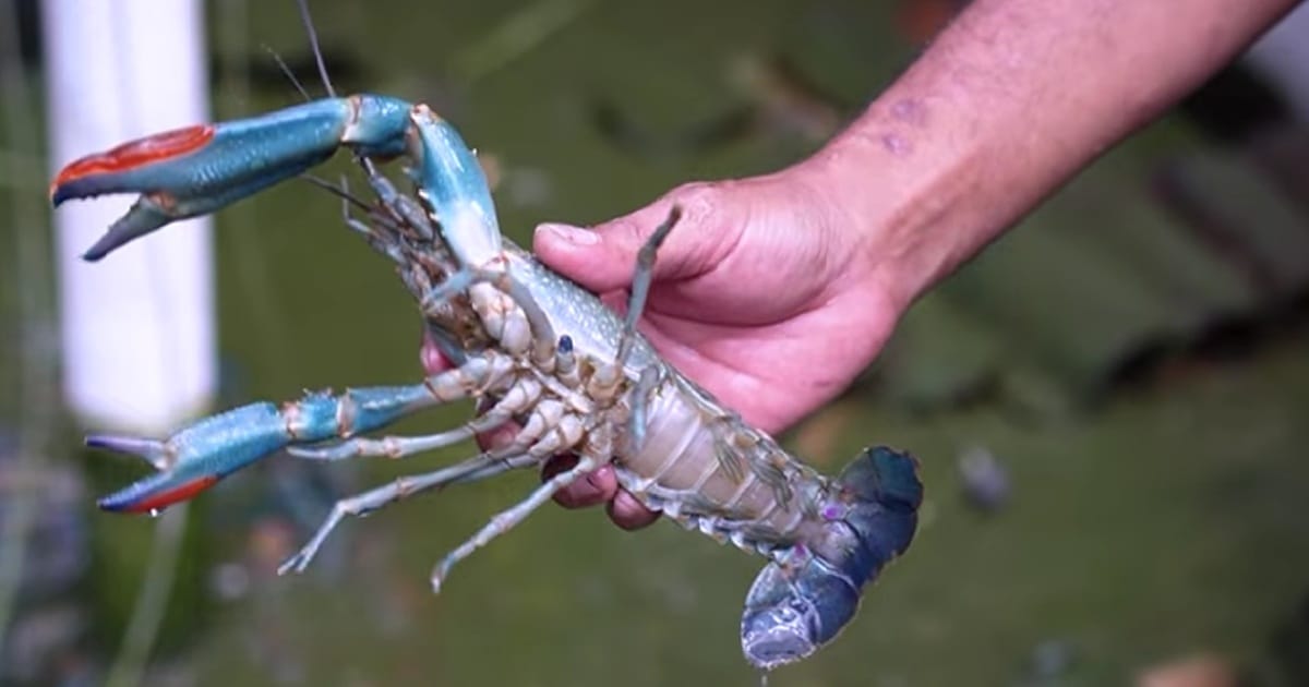 Cara Budidaya Lobster Air Tawar