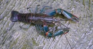 6 Cara Budidaya Lobster Air Tawar untuk Bisnis Rumahan